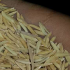 农场直销优质品种稻谷