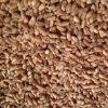 农场直销优质五谷杂粮国产品种小麦