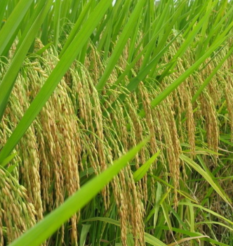 供应优质稻谷 晚籼稻谷