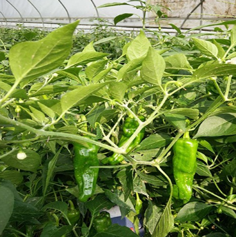 新鲜有机蔬菜青椒 青辣椒 新鲜青辣椒 基地种植图2