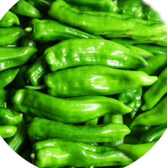 新鲜有机蔬菜青椒 青辣椒 新鲜青辣椒 基地种植图3