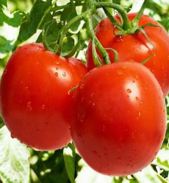 天然 生态西红柿1000g 新鲜番茄不催熟无农药
