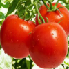 天然 生态西红柿1000g 新鲜番茄不催熟无农药