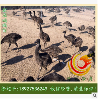 鸸鹋苗-澳洲鸸鹋苗-2018年度鸸鹋苗-养殖前景好-回报高图3