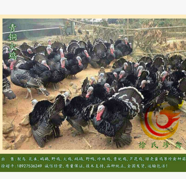青铜火鸡苗-花火鸡苗-中型火鸡苗-7天出壳8000羽,运输包活图3