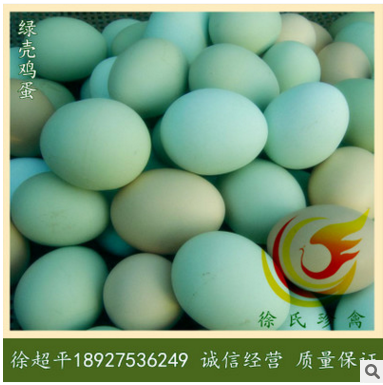 五黑鸡苗-绿壳蛋鸡母苗-纯种五黑一绿蛋鸡苗-六天一批-每批2.3万图2