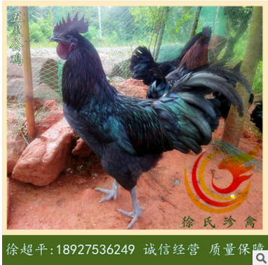 五黑鸡苗-绿壳蛋鸡母苗-纯种五黑一绿蛋鸡苗-六天一批-每批2.3万图3