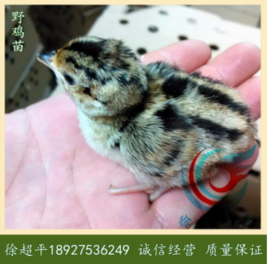 野鸡苗-山鸡苗-七彩山鸡苗-环颈雉-6天一批,每批1.5万羽