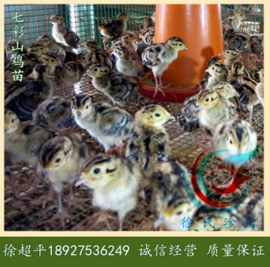 野鸡苗-山鸡苗-七彩山鸡苗-环颈雉-6天一批,每批1.5万羽图2