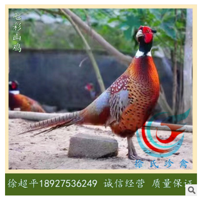 野鸡苗-山鸡苗-七彩山鸡苗-环颈雉-6天一批,每批1.5万羽图3