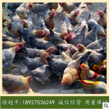 清远麻母鸡苗-中速麻母鸡苗-清远土鸡苗-走地鸡苗-柴鸡母苗图2