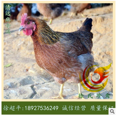 清远麻母鸡苗-中速麻母鸡苗-清远土鸡苗-走地鸡苗-柴鸡母苗图3