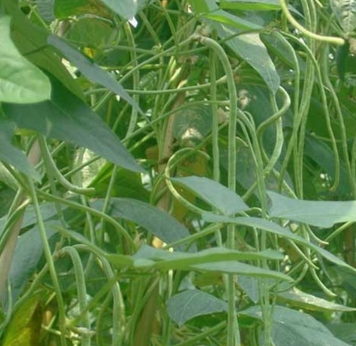 新鲜豆角 无公害蔬菜 健康养生豇豆 兆至蔬菜图3
