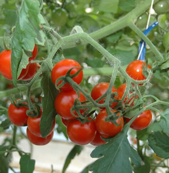 新鲜西红柿 专业蔬菜种植 天然绿色蔬菜蕃茄