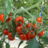新鲜西红柿 专业蔬菜种植 天然绿色蔬菜蕃茄