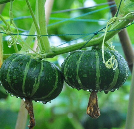 新鲜新鲜蔬菜 蔬菜种植 小南瓜 口感香甜 量大从优图2
