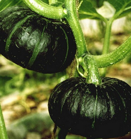 新鲜新鲜蔬菜 蔬菜种植 小南瓜 口感香甜 量大从优图3