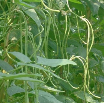 新鲜豇豆 豇豆豆角 大量批发自家种植