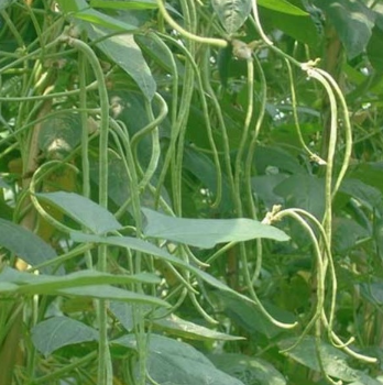 新鲜豇豆 豇豆豆角 大量批发自家种植图2