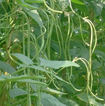 新鲜豇豆 豇豆豆角 大量批发自家种植图3