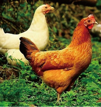 土鸡 养殖 散养 优质肌肉 土鸡苗批发图2