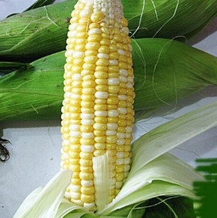 新鲜水果玉米 1500g农家有机蔬菜 产地直发图2