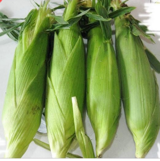 新鲜水果玉米 1500g农家有机蔬菜 产地直发图3