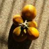 特产野瓜蒌籽/ 种植
