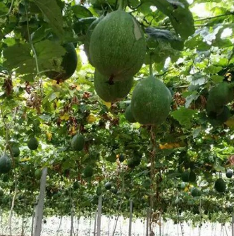 特产野瓜蒌籽/ 种植图2