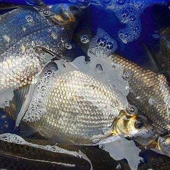 巢湖中河生态养殖鳊鱼图2
