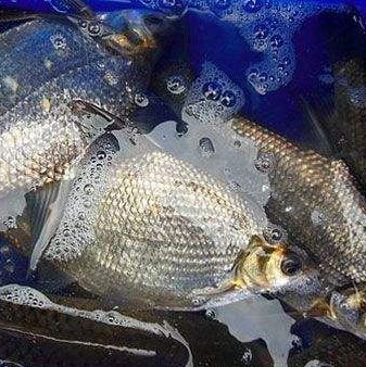 巢湖中河生态养殖鳊鱼图3