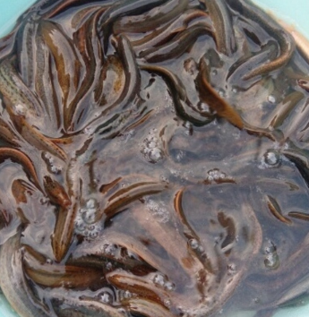 巢湖中河水产泥鳅（价格面议）图2