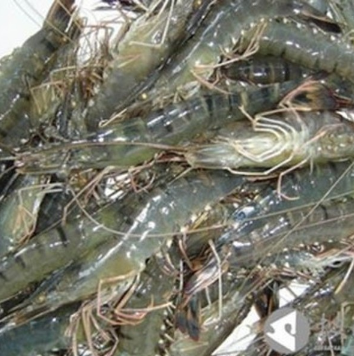 养殖草虾虾