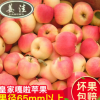 原产地直销水果 新鲜水果苹果批发商 皇家嘎啦苹果水果一件代发