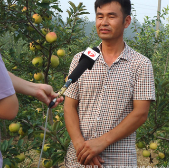 原产地直销水果 新鲜水果苹果批发商 皇家嘎啦苹果水果一件代发图2