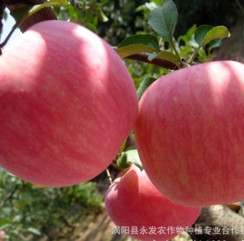 原产地直销水果 新鲜有机绿色水果苹果 红将军苹果水果一件代发图3