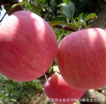 原产地直销水果 新鲜有机苹果 绿色水果红将军苹果水果一件代发图2
