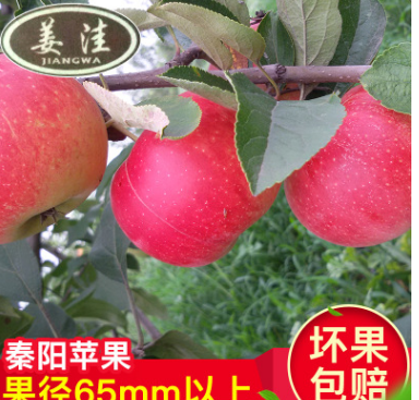 原产地直销水果 新鲜有机苹果水果批发 秦阳苹果水果一件代发