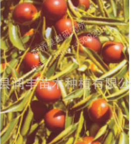 蜜浓王枣子树 枣树新品种 冬枣树品种 嫁接枣树