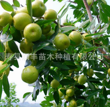 蜜浓王枣子树 枣树新品种 冬枣树品种 嫁接枣树图3