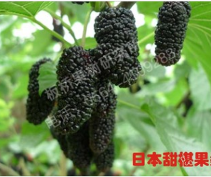 日本甜椹果桑 新款出售 润丰苗木桑树苗庭院盆栽地栽台湾四季超级图2