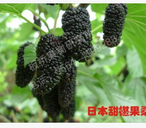 日本甜椹果桑 新款出售 润丰苗木桑树苗庭院盆栽地栽台湾四季超级图3