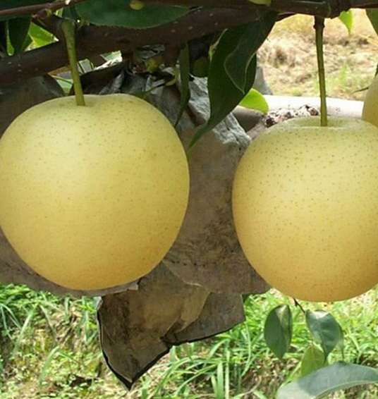 厂家直供 砀山新鲜黄桃 生鲜水果 新鲜水果图3