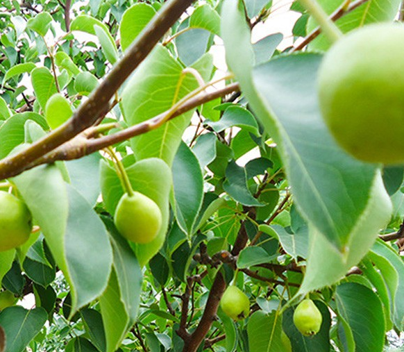 安徽特产酥黄冠梨 新鲜水果 优质梨