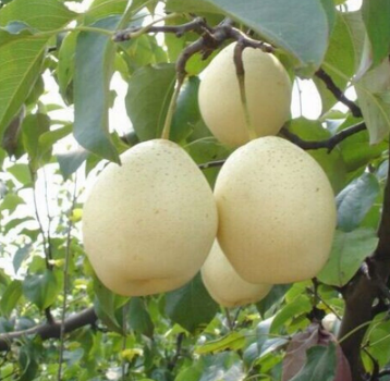 安徽特产农村直供酥黄冠梨 新鲜水果 优质梨
