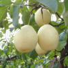 安徽特产农村直供酥黄冠梨 新鲜水果 优质梨