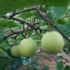 安徽特产农村直供酥梨 新鲜水果 优质梨