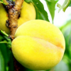 安徽特产农村直供油桃 新鲜水果 优质大黄桃