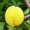 砀山特产 直供黄桃 新鲜水果 优质黄桃