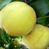 安徽特产农村直供黄桃 新鲜水果 优质黄桃